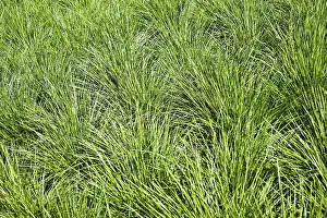 True Grass Images Stampe: Grass