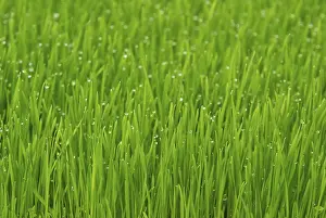 Uninhabited Landscape Photo Stampe: Grass