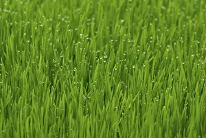 Uninhabited Landscape Photo Stampe: Grass