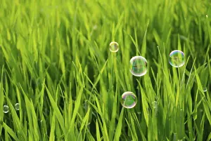 Cleanliness Hygiene Stampe: Grass of the meadows and soap bubbles