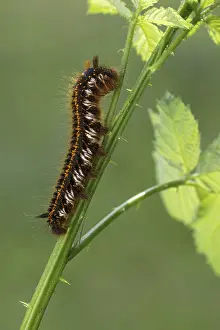 Falena Lappet Stampe: Falena dell'erba o beotra (Euthrix potatoria)