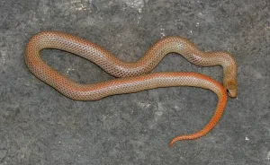 Colubrid Reptile Stampe: Grass snake