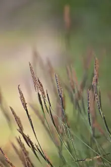 Deserted Woodland Clearing Stampe: Grass in the wind in the forest