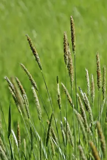 Deserted Grasslands Stampe: Grasses
