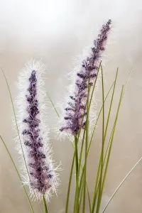 Deserted Grasslands Stampe: Grasses