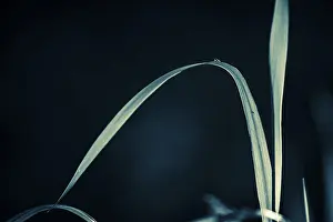 Dark Colored Background Cutout Stampe: Grasses against a dark background
