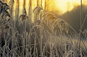Deserted Evening Scene Stampe: Grasses against the light