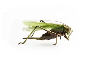 Studio Animal Photography Stampe: A grasshopper
