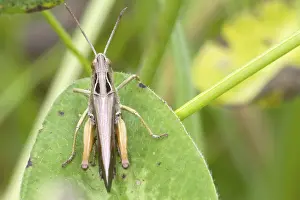 Nature Animal Images Stampe: Grasshopper perched on a leaf close up