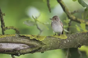 Oscine Bird Species Stampe: Grauschnapper
Grauschnpper