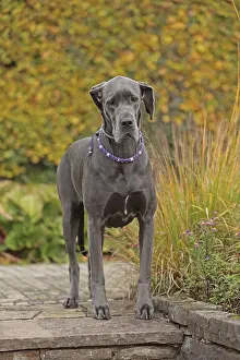 Great Dane Breed Stampe: Great Dane