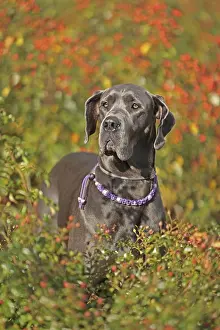 Great Dane Breed Stampe: Great Dane