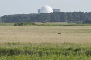Nuclear Power Plant Stampe: Great or Eurasian bittern (Botaurus stellaris)