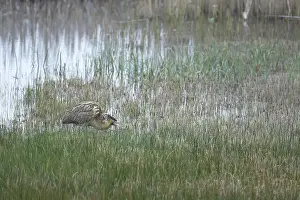 Great Bittern Bird Stampe: Great or Eurasian bittern (Botaurus stellaris)