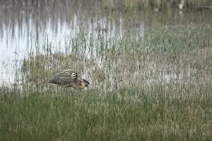 British Nature Reserve Stampe: Great or Eurasian bittern (Botaurus stellaris)