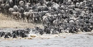 Wildebeest Migration Stampe: The Great Migration