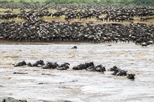 Wildebeest Crossing Mara River Stampe: The Great Migration