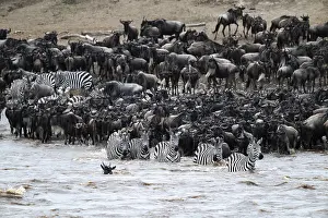 Wildebeest Migration Stampe: The Great Migration