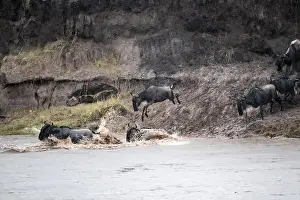 Blue Wildebeest Swimming Stampe: The Great Migration