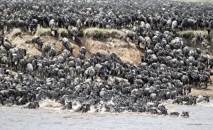 Wildebeest Migration Stampe: The Great Migration