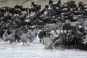 Wildebeest Migration Stampe: The Great Migration