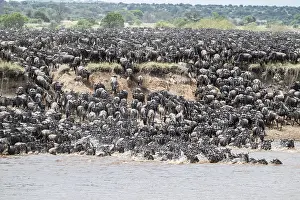 Africa Animal Migration Stampe: The Great Migration