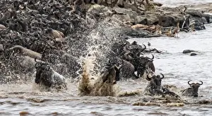 Stampe di La Grande Migrazione, grandi mandrie di wildebeest (Connochaetes taurinus) che attraversano il fiume Mara e nuotano verso l'altra sponda, Parco Nazionale del Serengeti, Tanzania Gnu Stampe: La Grande Migrazione.