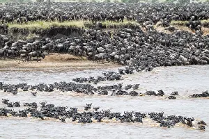 Stampe di La Grande Migrazione: grandi mandrie di wildebeest (Connochaetes taurinus) che nuotano nel fiume Mara per raggiungere la sponda opposta, Serengeti, Tanzania Gnu Stampe: La Grande Migrazione.