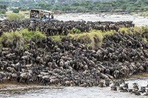 Stampe di La Grande Migrazione, grandi mandrie di wildebeest (Connochaetes taurinus) che attraversano il fiume Mara e nuotano verso l'altra sponda, Parco Nazionale del Serengeti, Tanzania Gnu Stampe: La Grande Migrazione.
