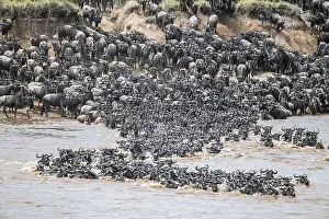 Nature Reserve Conservation Stampe: The Great Migration