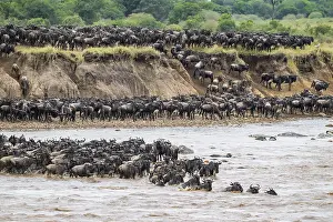 Mara River Swim Stampe: The Great Migration
