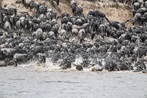 Wildebeest Migration Stampe: The Great Migration