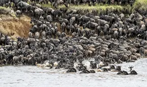Mara River Swim Stampe: The Great Migration