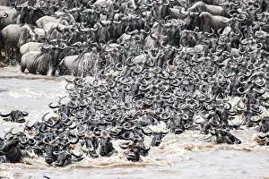 Wildebeest Migration Stampe: The Great Migration