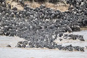 Wildebeest Migration Stampe: The Great Migration