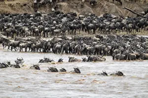 Wildebeest Migration Stampe: The Great Migration