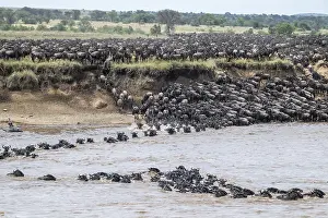 Stampe di La Grande Migrazione: Grandi mandrie di wildebeest (Connochaetes taurinus) che nuotano attraverso il fiume Mara verso la riva opposta, Serengeti, Tanzania Gnu Stampe: La Grande Migrazione.