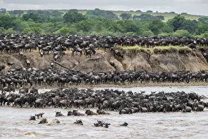 Great Migration Tanzania Stampe: The Great Migration