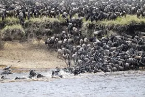 Wildebeest Migration Stampe: The Great Migration