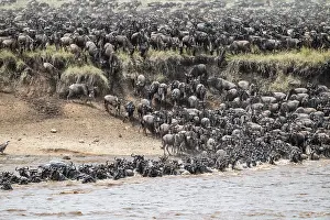 Wildebeest Migration Stampe: The Great Migration