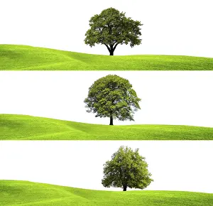 Green Environment Stampe: Green environment and tree