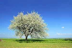 Cherry Blossom Tree Stampe: Green fields in spring, blossoming cherry tree