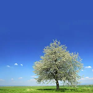 Blossoming Cherry Tree Stampe: Green fields in spring, blossoming cherry tree
