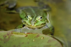 Green Frog Stampe: Green frog