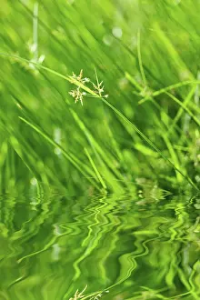 Macro Leaf Photography Stampe: Green grass with reflection