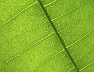 Close Up Flower Stampe: Green leaf detail
