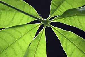 Green Leaf Close Up Stampe: Green leaf