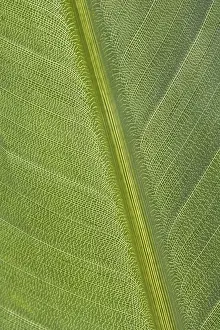 Deserted Plant Structure Stampe: Green leaf