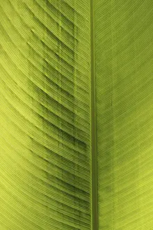 Close Up Plant Detail Stampe: Green leaf, detail