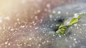 Full Frame Winter Scene Stampe: Green leaf breaks through the ice